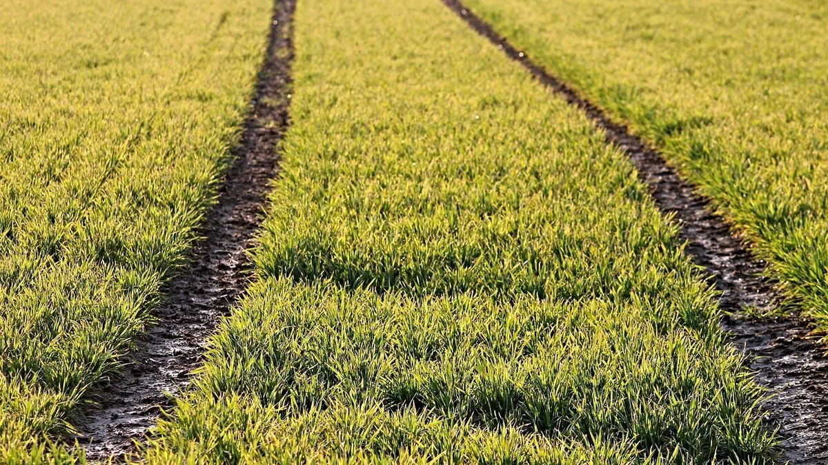 塔普破110米栏世界纪录:核心位置竞争格局再洗牌